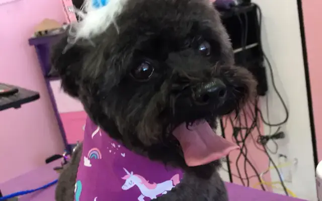 Viva la Pooch - Pet Salon in Vista, CA