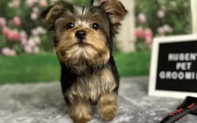 Ruben's Pet Grooming in Granada Hills, CA