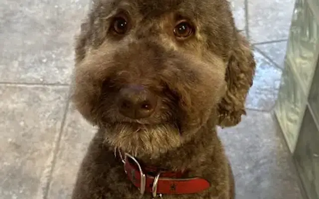 Your friendly groomer in Palm Desert, CA
