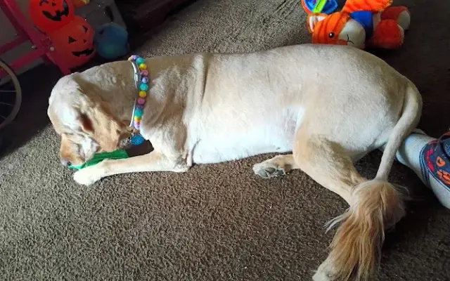 PetSmart Grooming in Spokane Valley, WA