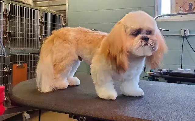 VCA Wakulla Animal Hospital in Crawfordville, FL