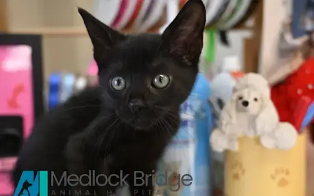 Medlock Bridge Animal Hospital in Norcross, GA