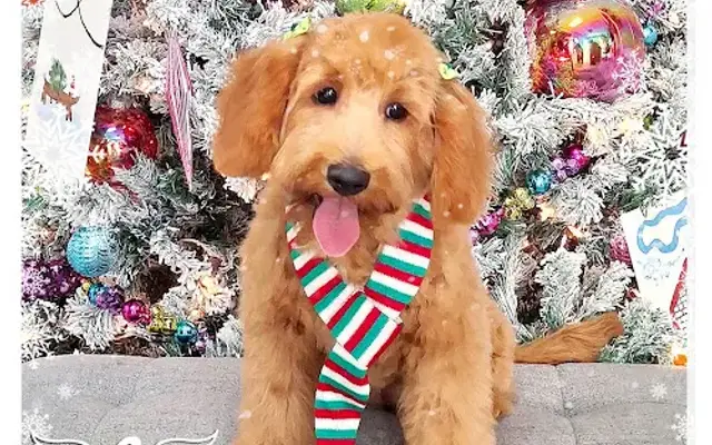 Bless Pet Salon in Kissimmee, FL