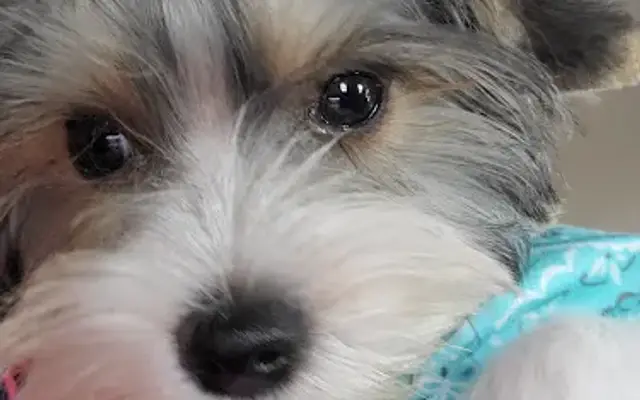 Darla's Dog Grooming in Joshua, TX