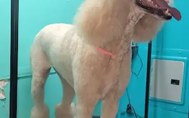 Shannon's Barks & Bubbles Pet Salon in Kolin, LA