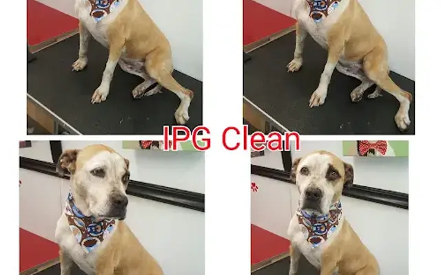 Ideal Pet Grooming in Rosharon, TX
