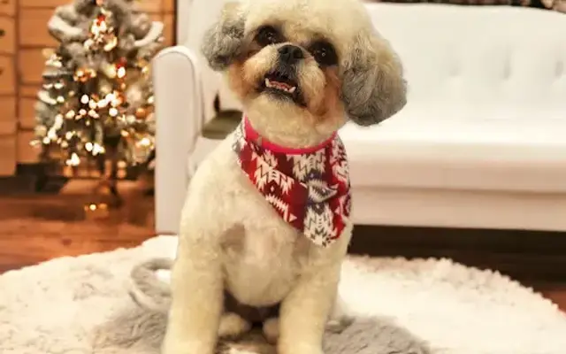 Barx & Bubbles Pet Grooming in New Richmond, WI