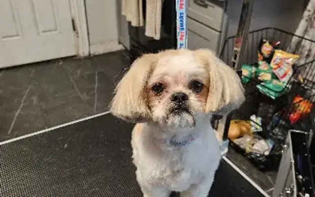 Puppa Kutz in Lansdale, PA