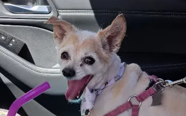 HollyWoof-Woof Doggie Salon & Hotel in Yucaipa, CA