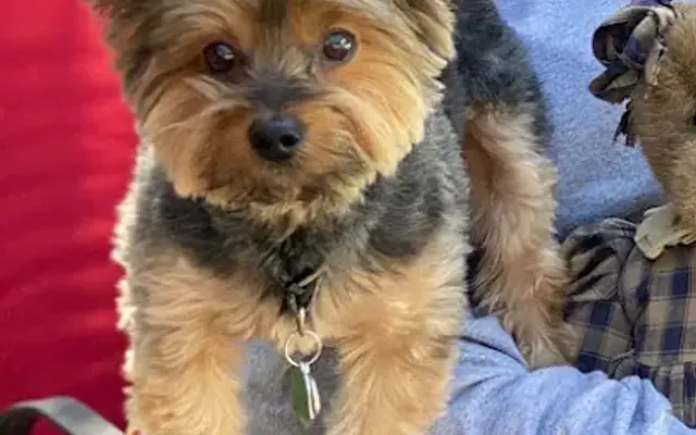 Lucky Puppy Grooming & Supply in Lufkin, TX