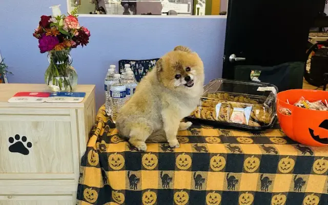 Double Wiggles Dog Grooming Salon LLC in Boise, ID