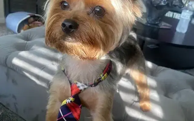 Jenny Sue’s Pet Grooming And Pet Oasis in Conroe, TX