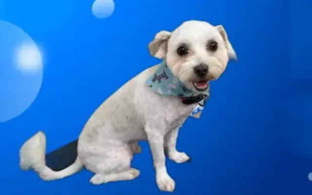 Mochis dog grooming in Tomball, TX