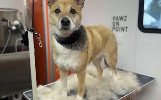 Pawz On Point Mobile Dog Grooming in Waynesville, OH