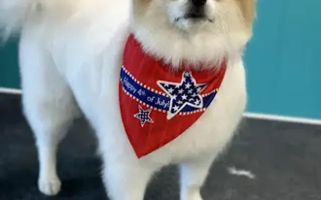 Angie’s Pet Spa - Chapel Hill in Chapel Hill, TN