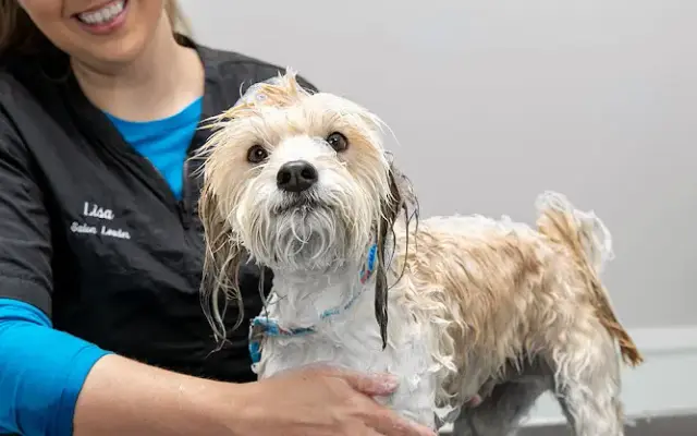 PetSmart in Manhattan, NY