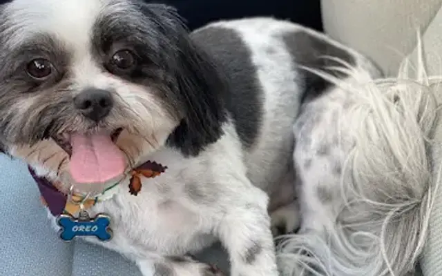 Happy Dog Grooming in Canton, NC