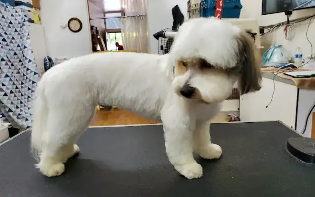 Rejoy's Pet Grooming in Los Angeles, CA