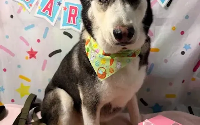 Paw Chakra Grooming in San Pedro, CA