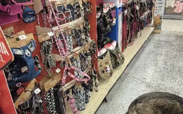 PetSmart Grooming in Phoenix, AZ