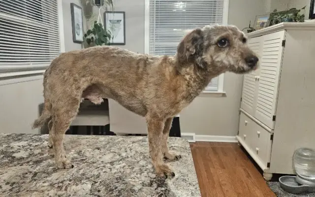 Amanda's Pawsitive Grooming in Livonia, MI