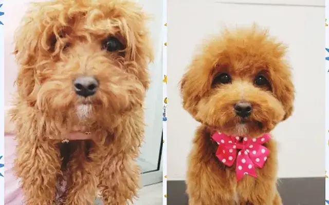 Yoon's grooming in Carle Place, NY