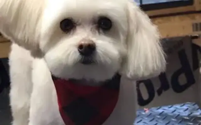 Doggie Barn Pet Grooming in Shingletown, CA
