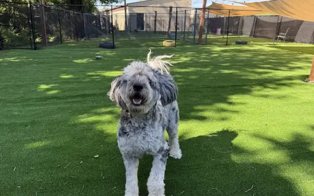 All 4 Paws Hotel & Spa in Poplar Bluff, MO