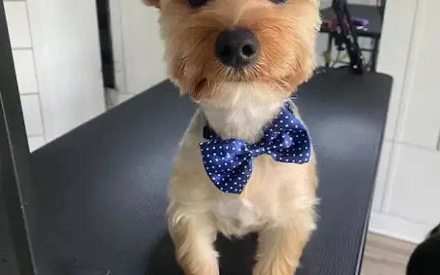 Aloha Paws Grooming in Gloster, LA