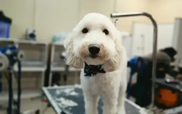 4 Paws Only in Butler, NJ