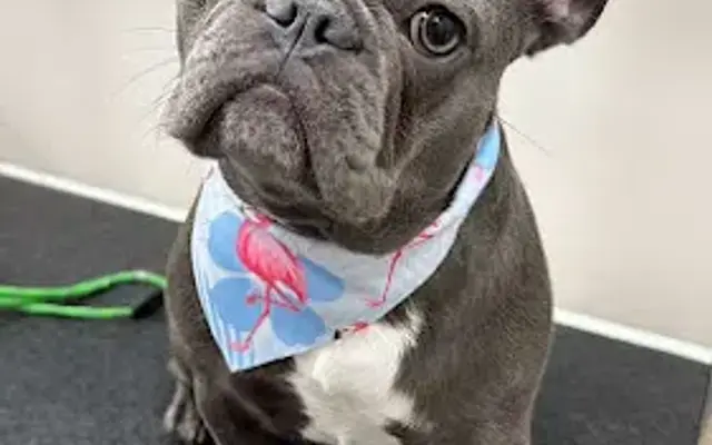 Vera’s Happy Pets in Brandon, FL