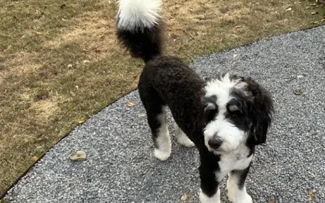 The Dainty Dog Grooming Co. in Granite Falls, NC