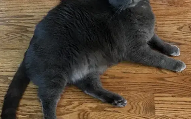 KK's Pretty Paws in Fox Lake, IL