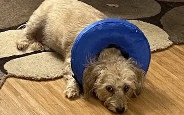 South Orange County Animal Hospital in Lake Forest, CA