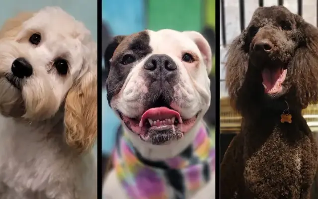 Dapper Dog Grooming in Casper, WY