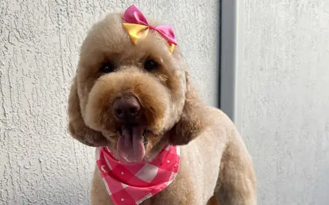 PET Grooming by Aunt Dorys in Miami, FL