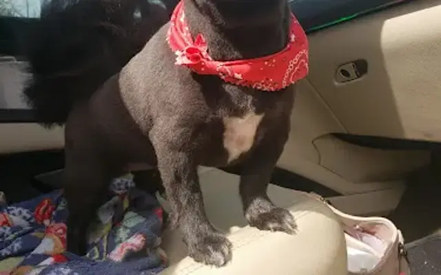 Loving Heart Pet Grooming in Palestine, TX