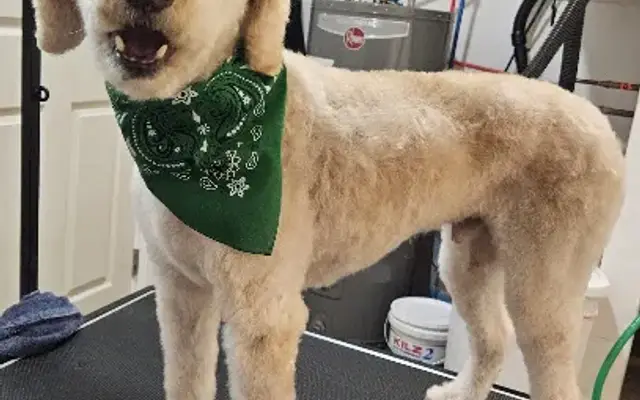 Shelby's K9 Clips LLC in Bristol, NH