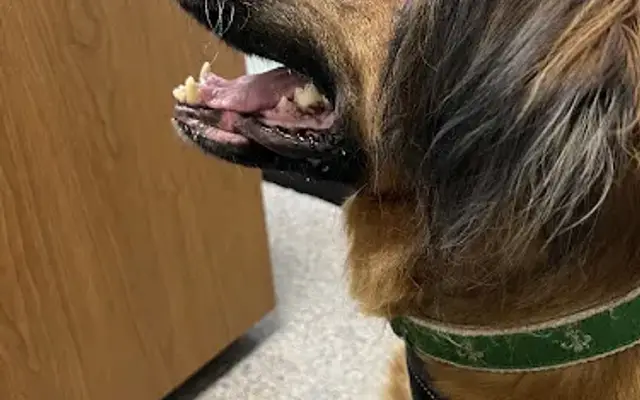 Animal Care Clinic Inc in Huntington, WV