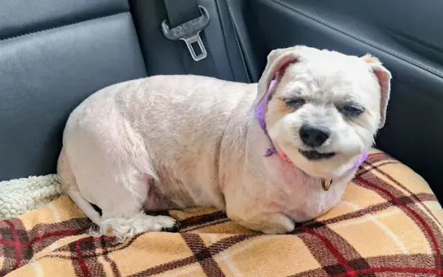 4 paws grooming in Vidalia, GA