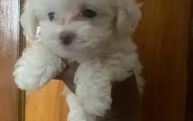 Furever Pups multipoos and maltese in Detroit, MI