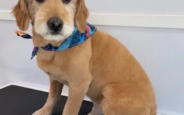Styleash Paws Mobile Pet Grooming in Weston, FL