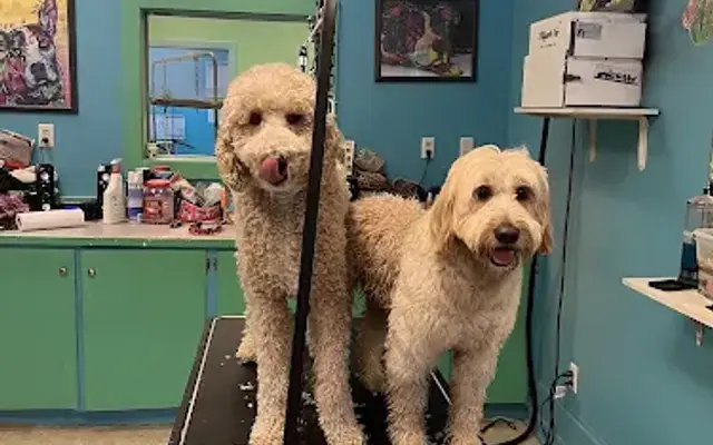 The Canine Cuttery in Palmer, MA