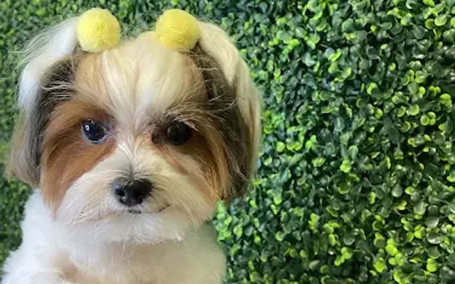Barkhaven Grooming in Georgetown, KY
