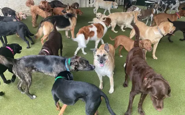 Korob Pet Hotel in Houston, TX