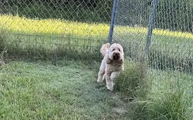 Tammy's Boarding in Longview, TX