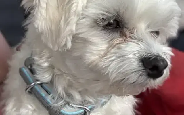 Fluffy Puppies of Pinellas Inc. in Largo, FL