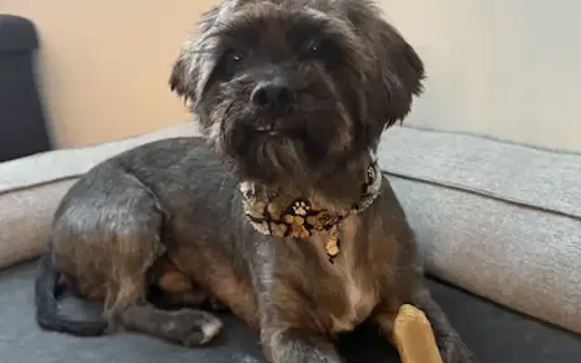 Happy Chappie Grooming in Seattle, WA