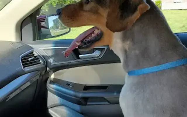 K-9 Grooming & Boarding in Beebe, AR