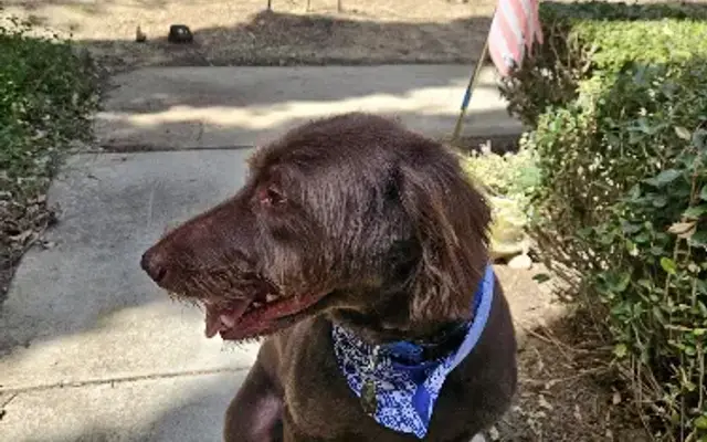 Dawg's House of Grooming in Yorba Linda, CA